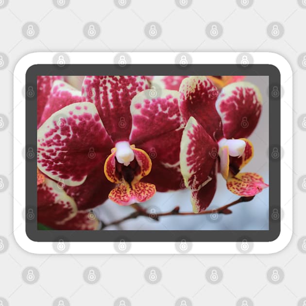 Orchid on the move Sticker by OVP Art&Design